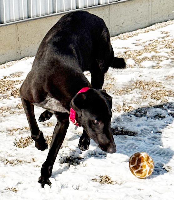Enlarge Ruble, a ADOPTABLE mixed breed in Westerville, OH image 4/5