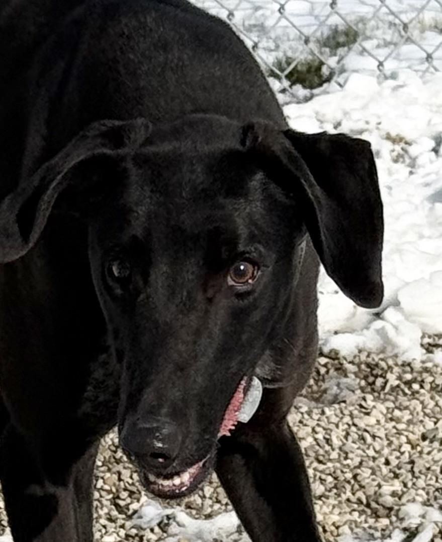 Ruble, ADOPTABLE, Adult Male Greyhound & Coonhound.