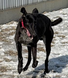 Enlarge Ruble, a ADOPTABLE mixed breed in Westerville, OH image 2/5