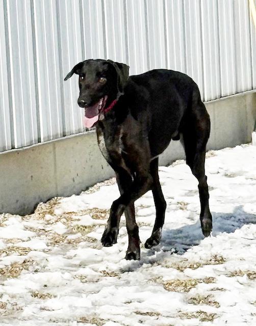 Enlarge Ruble, a ADOPTABLE mixed breed in Westerville, OH image 3/5
