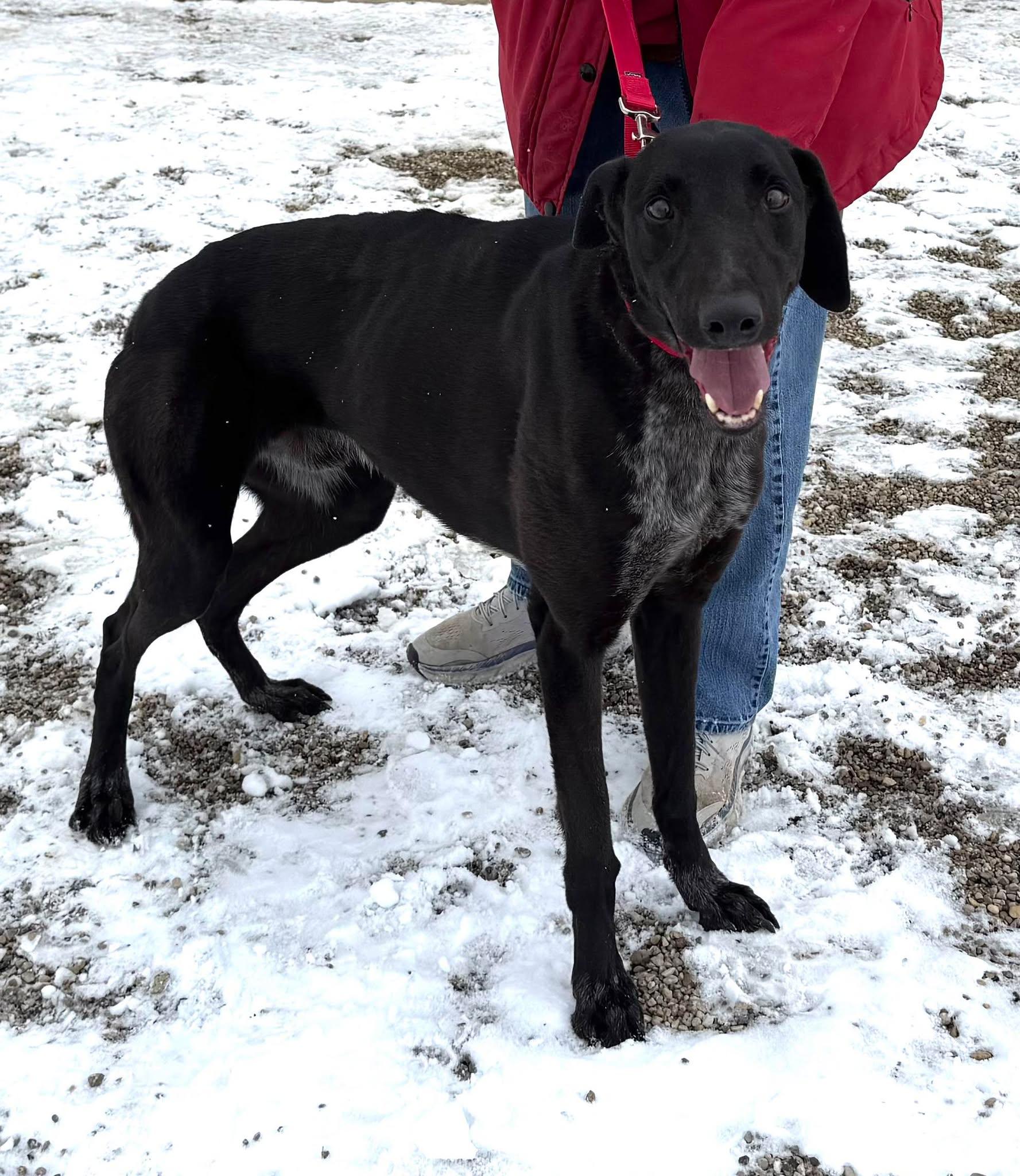 Enlarge Ruble, a ADOPTABLE mixed breed in Westerville, OH image 5/5