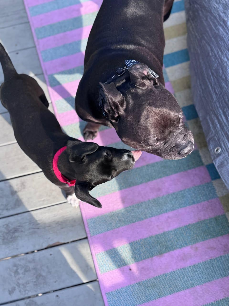 Enlarge Zelda, a ADOPTABLE mixed breed in Crystal Lake, IL image 2/5