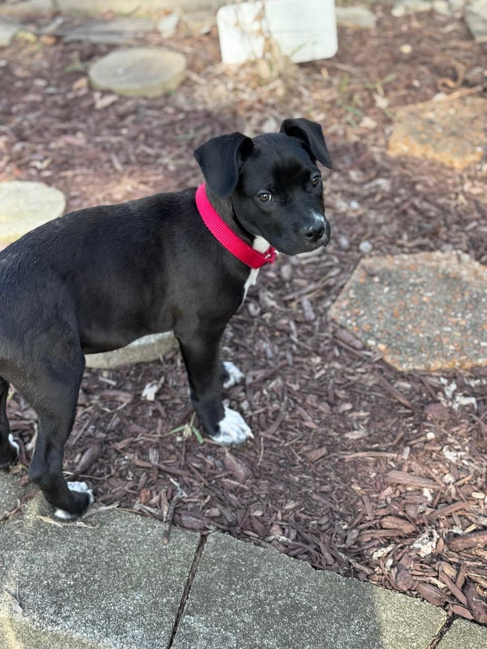 Enlarge Zelda, a ADOPTABLE mixed breed in Crystal Lake, IL image 1/5