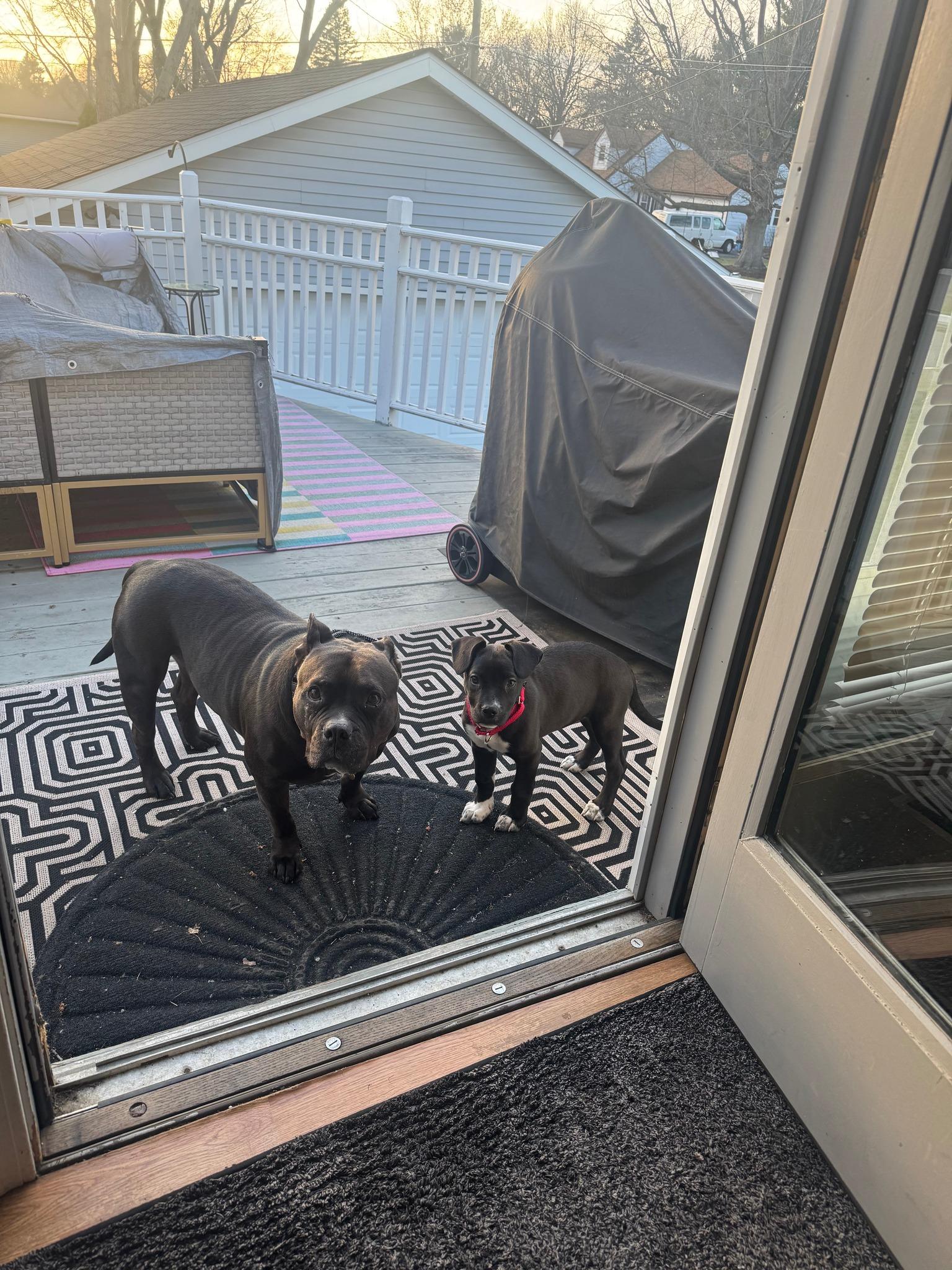 Enlarge Zelda, a ADOPTABLE mixed breed in Crystal Lake, IL image 3/5