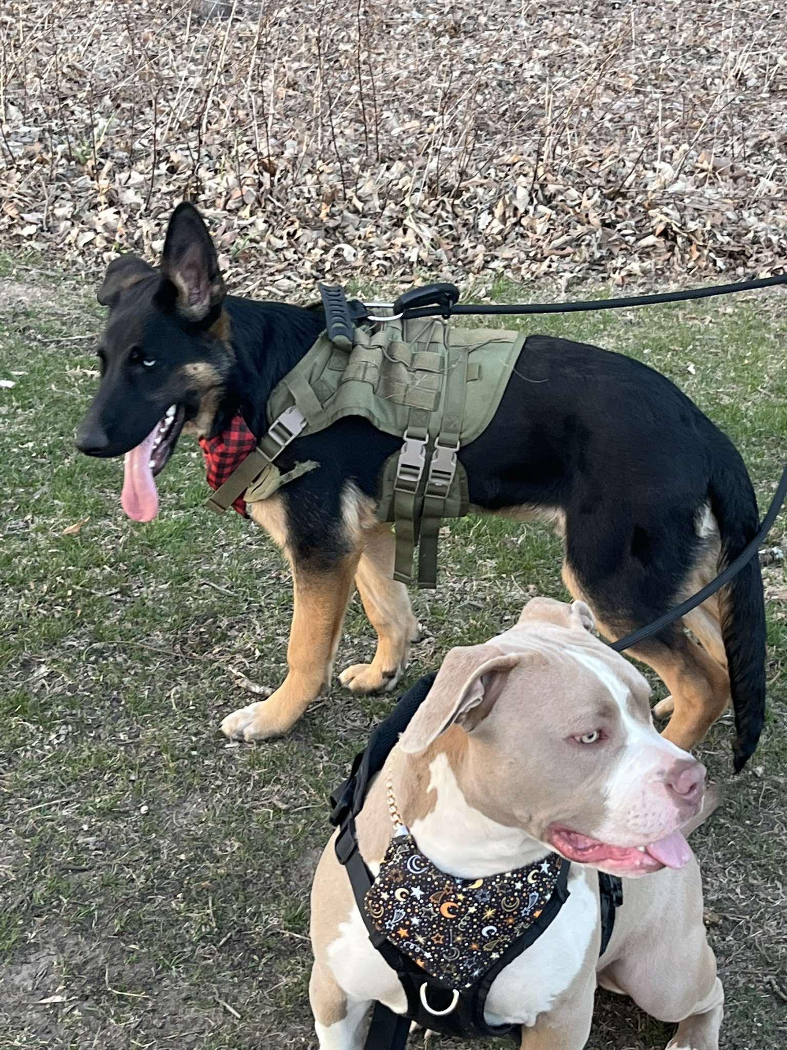 Enlarge Zelda, a ADOPTABLE mixed breed in Crystal Lake, IL image 5/5