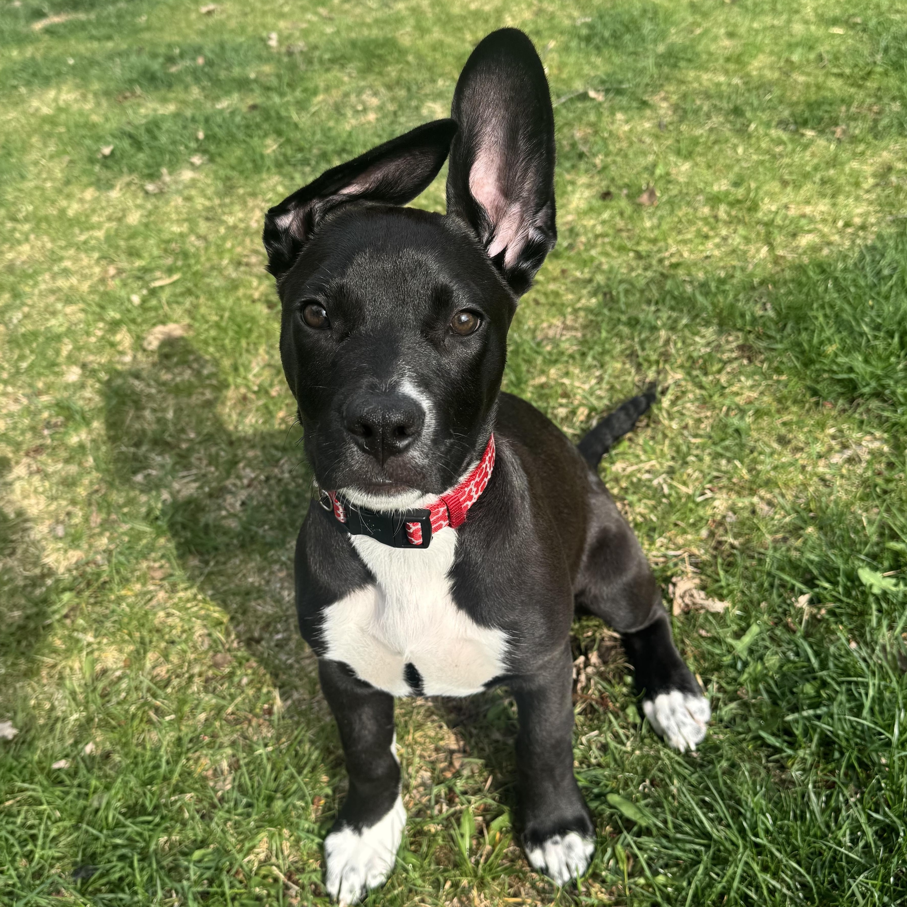 Enlarge Zelda, an adopted mixed breed in Crystal Lake, IL image 1/6