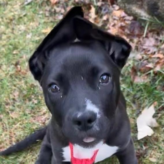 Enlarge Zelda, an adopted mixed breed in Crystal Lake, IL image 2/6