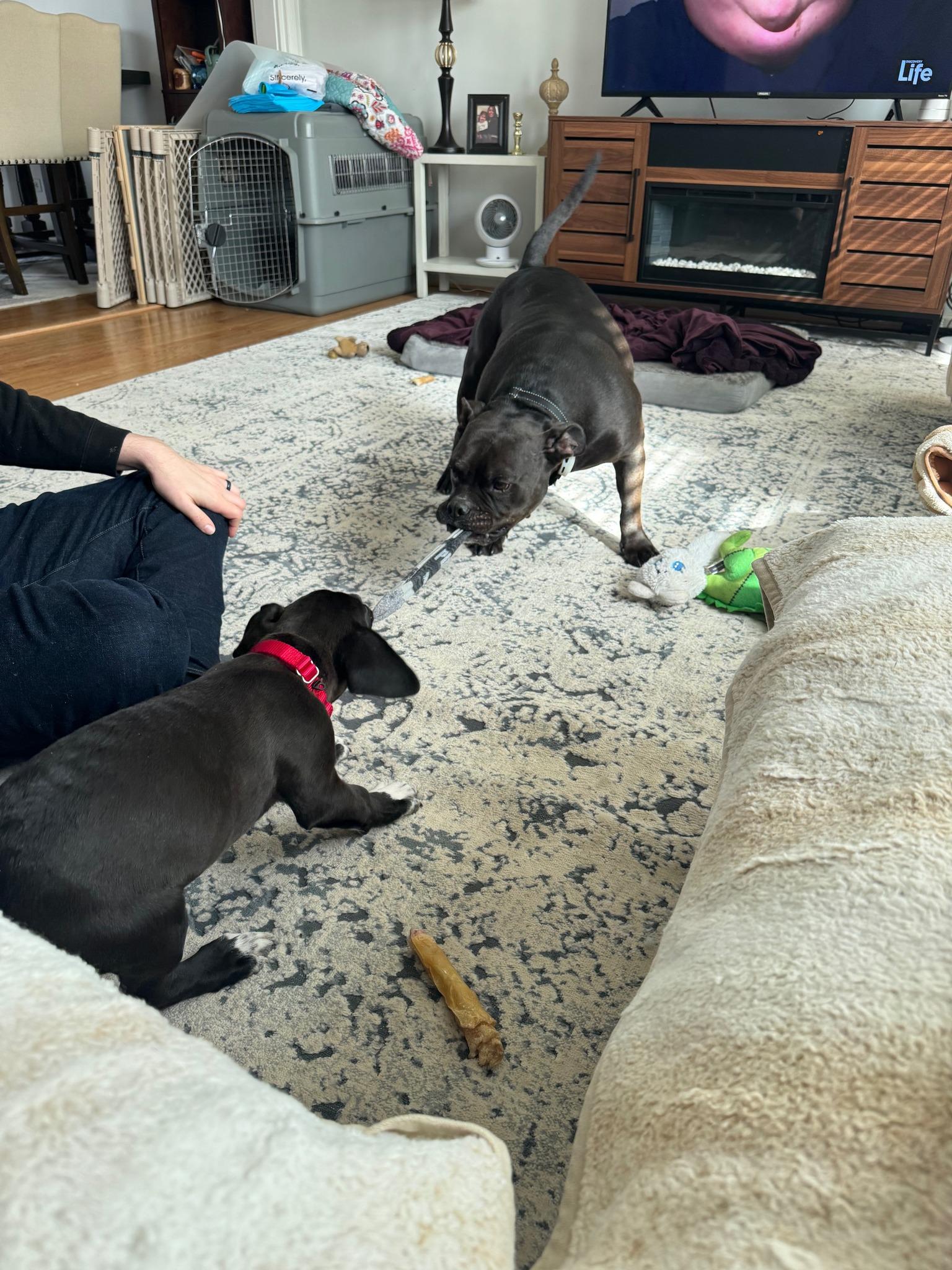 Enlarge Zelda, a ADOPTABLE mixed breed in Crystal Lake, IL image 4/5