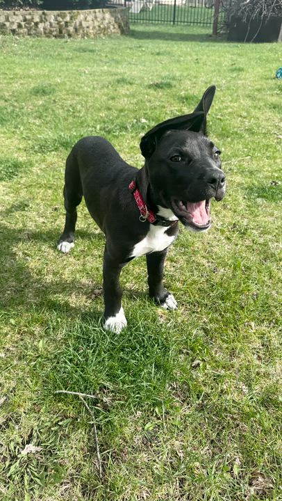 Enlarge Zelda, an adopted mixed breed in Crystal Lake, IL video 6/6