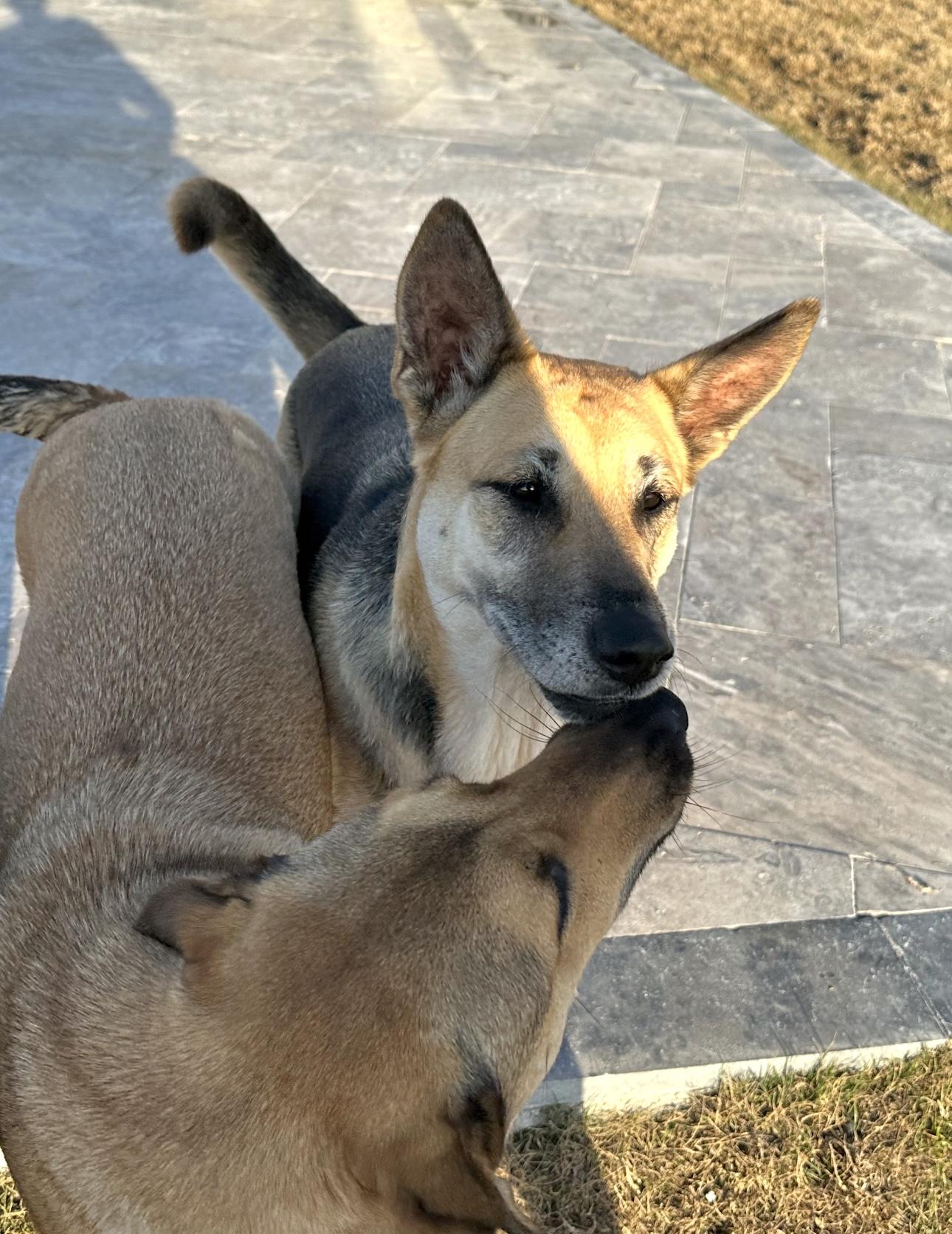 Gemma, Adopted, Young Female German Shepherd Dog.