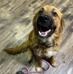 Enlarge Teddy, an adopted mixed breed in Longwood, FL image 2/5