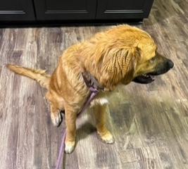 Enlarge Teddy, an adopted mixed breed in Longwood, FL image 3/5