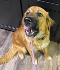 Enlarge Teddy, an adopted mixed breed in Longwood, FL image 4/5