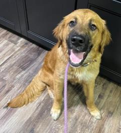 Teddy, adopted, Puppy Male German Shepherd Dog & Golden Retriever.