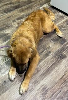 Enlarge Teddy, an adopted mixed breed in Longwood, FL image 5/5