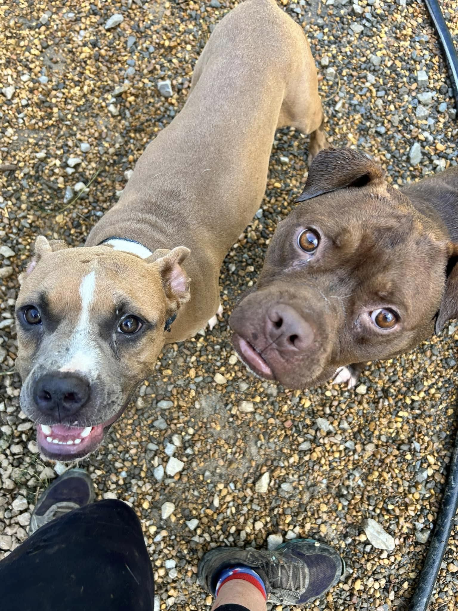 Enlarge Biggie, a Adopted Boxer in Huntsville, AL image 4/6