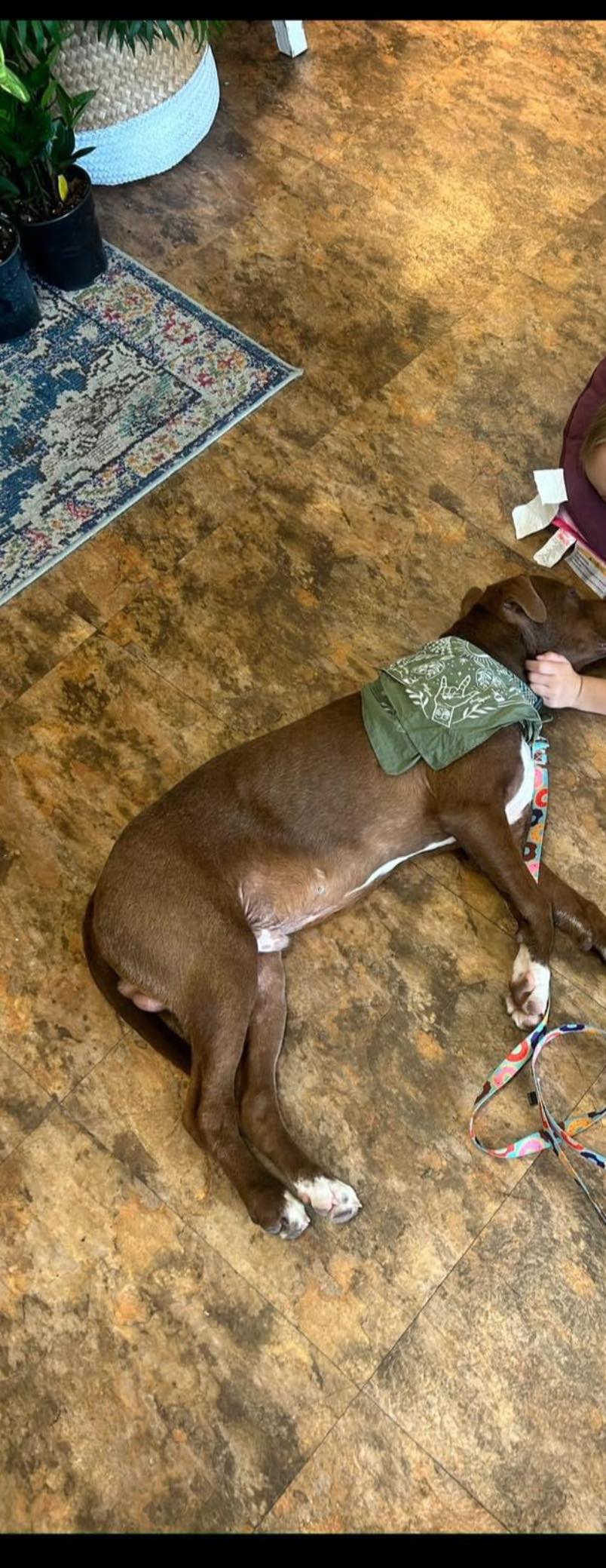 Enlarge Biggie, a Adopted Boxer in Huntsville, AL image 3/6