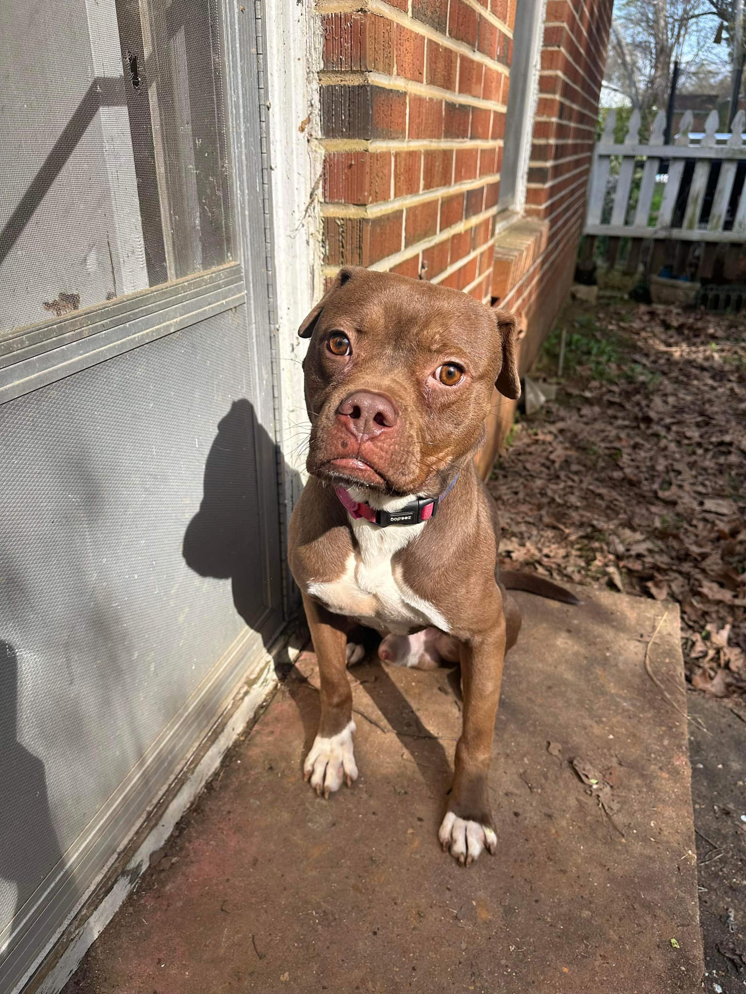 Biggie, Adopted, Adult Male Boxer.