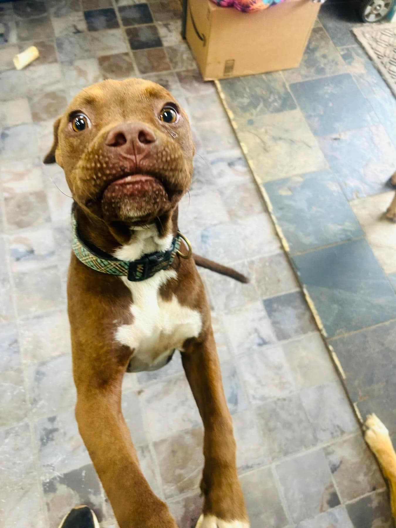 Enlarge Biggie, a Adopted Boxer in Huntsville, AL image 6/6