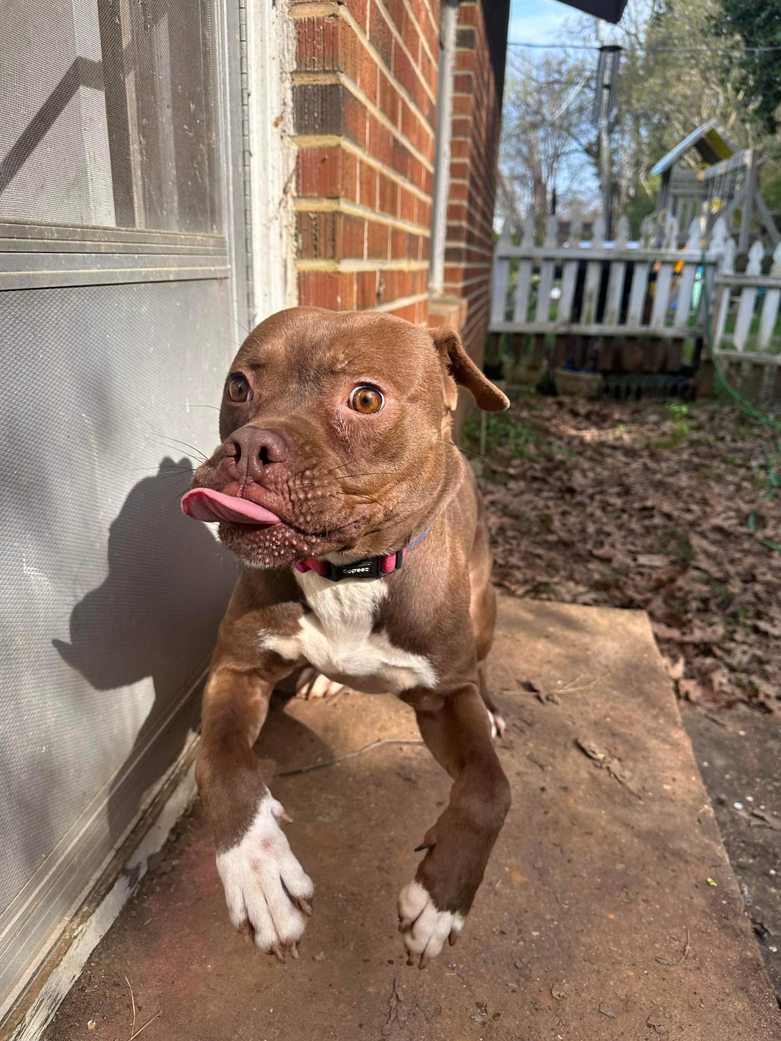 Enlarge Biggie, a Adopted Boxer in Huntsville, AL image 5/6