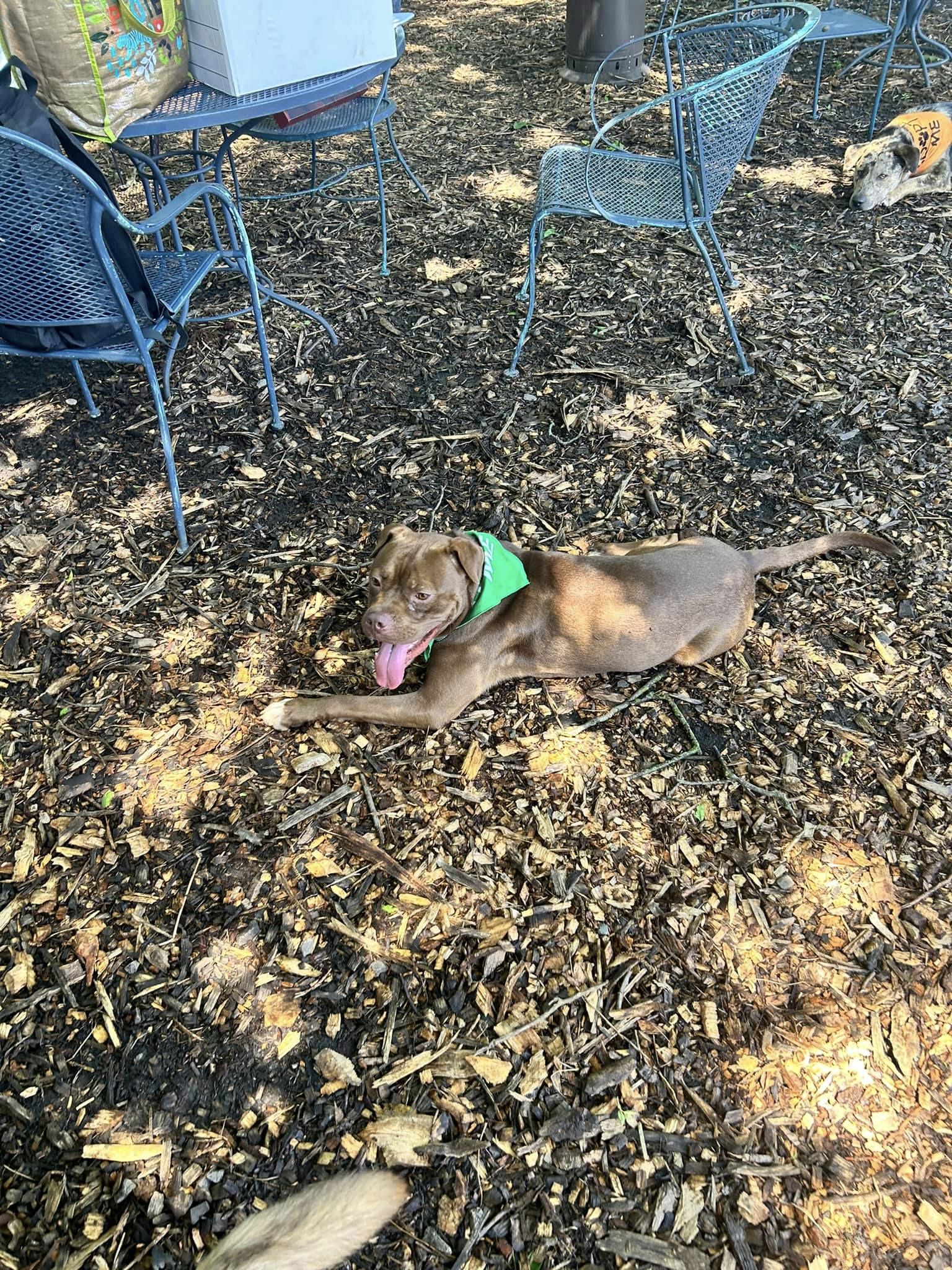 Enlarge Biggie, a Adopted Boxer in Huntsville, AL image 2/6