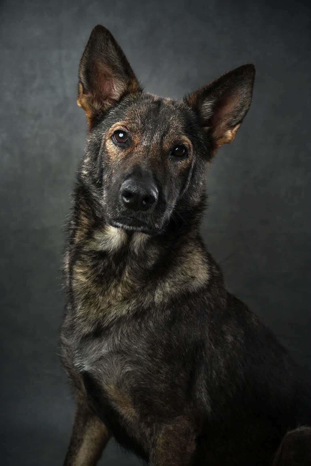 Arie, Adoptable, Adult Female German Shepherd Dog.