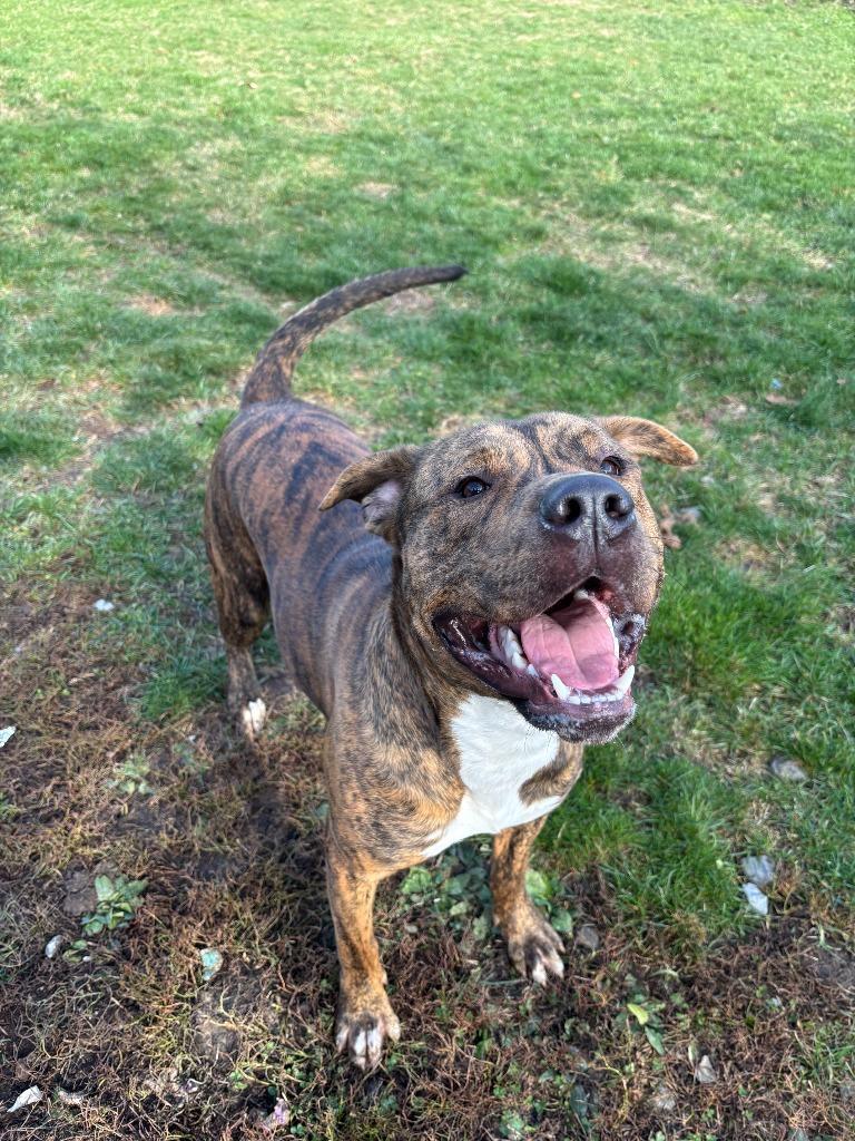 Enlarge Khan, a Adopted mixed breed in Findlay, OH image 1/4