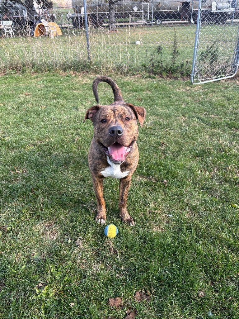 Enlarge Khan, a Adopted mixed breed in Findlay, OH image 2/4
