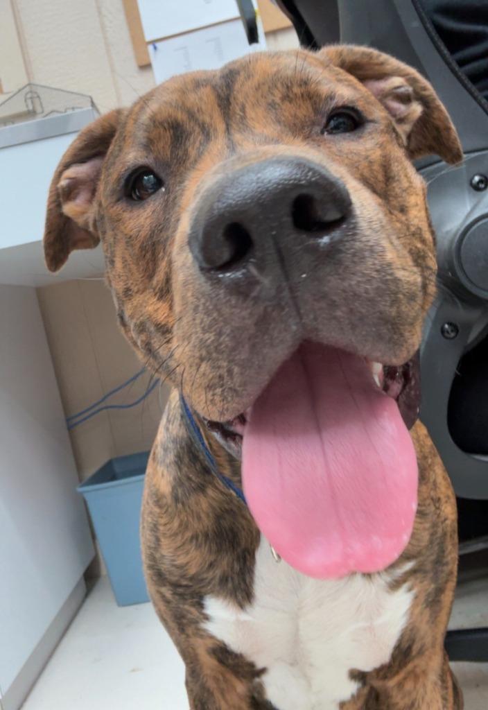 Enlarge Khan, a Adopted mixed breed in Findlay, OH image 3/4