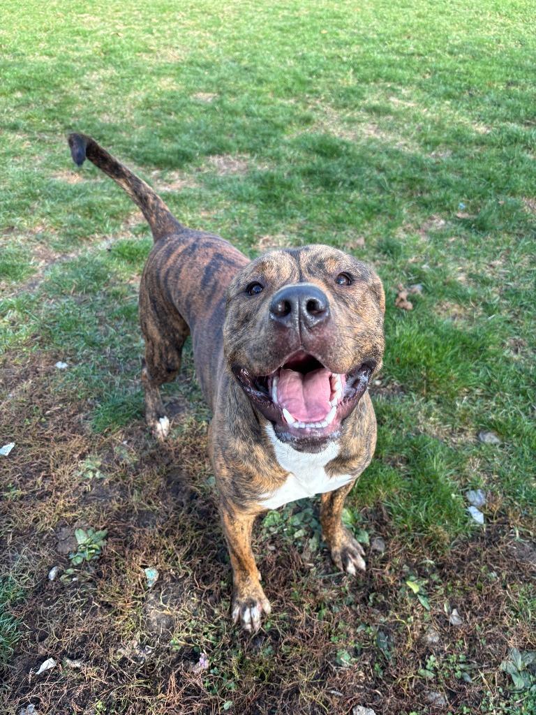 Enlarge Khan, a Adopted mixed breed in Findlay, OH image 4/4