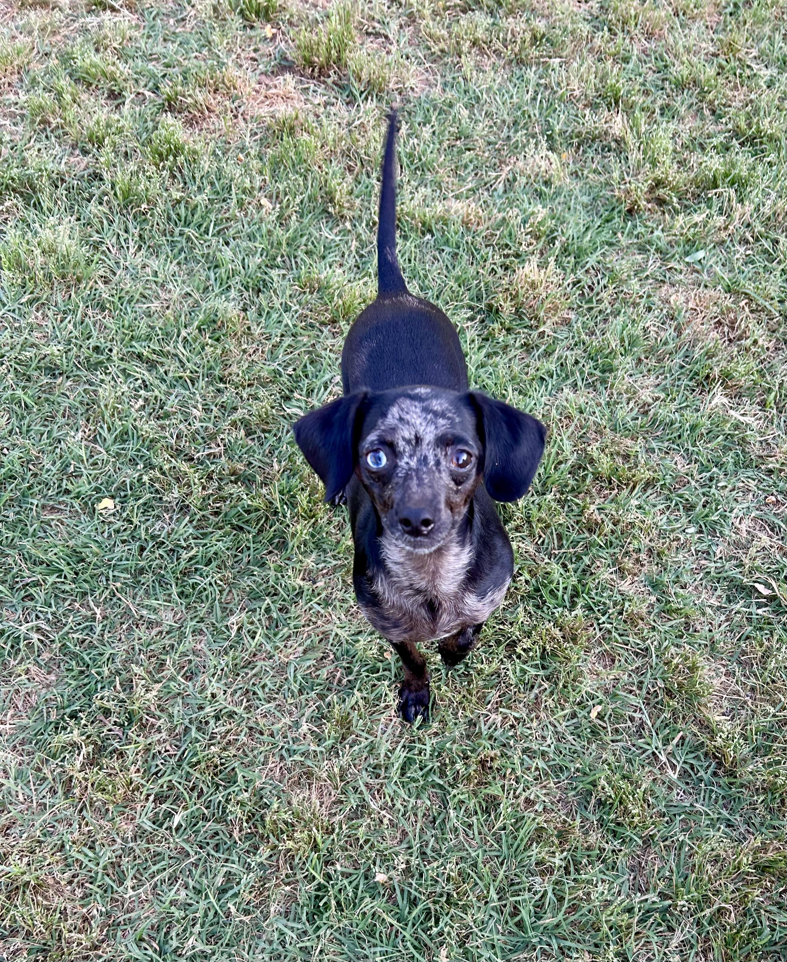 Spencer, Adoptable, Adult Male Miniature Dachshund & Chihuahua.