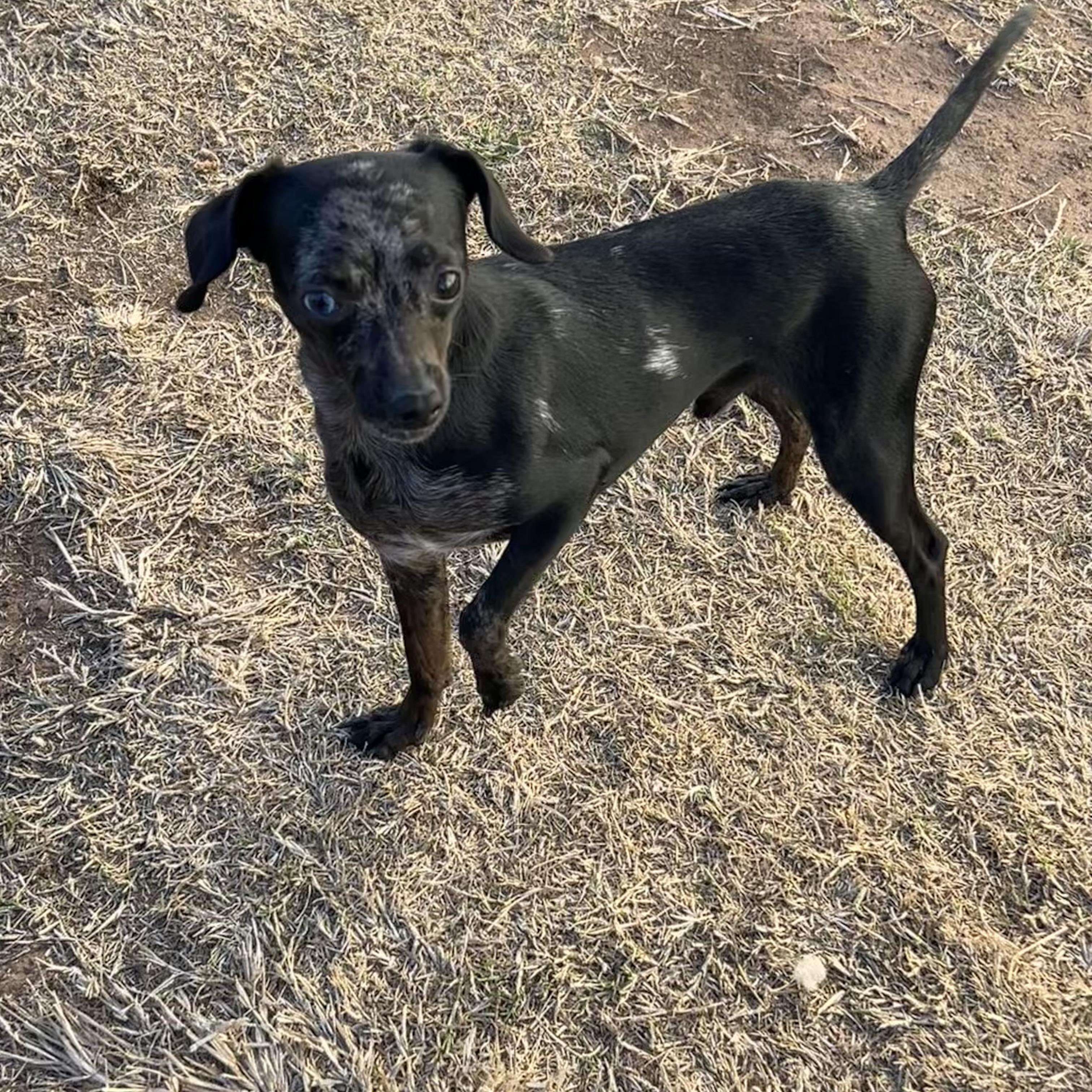 Spencer, a Adoptable mixed breed in Chickasha, OK image 3/3
