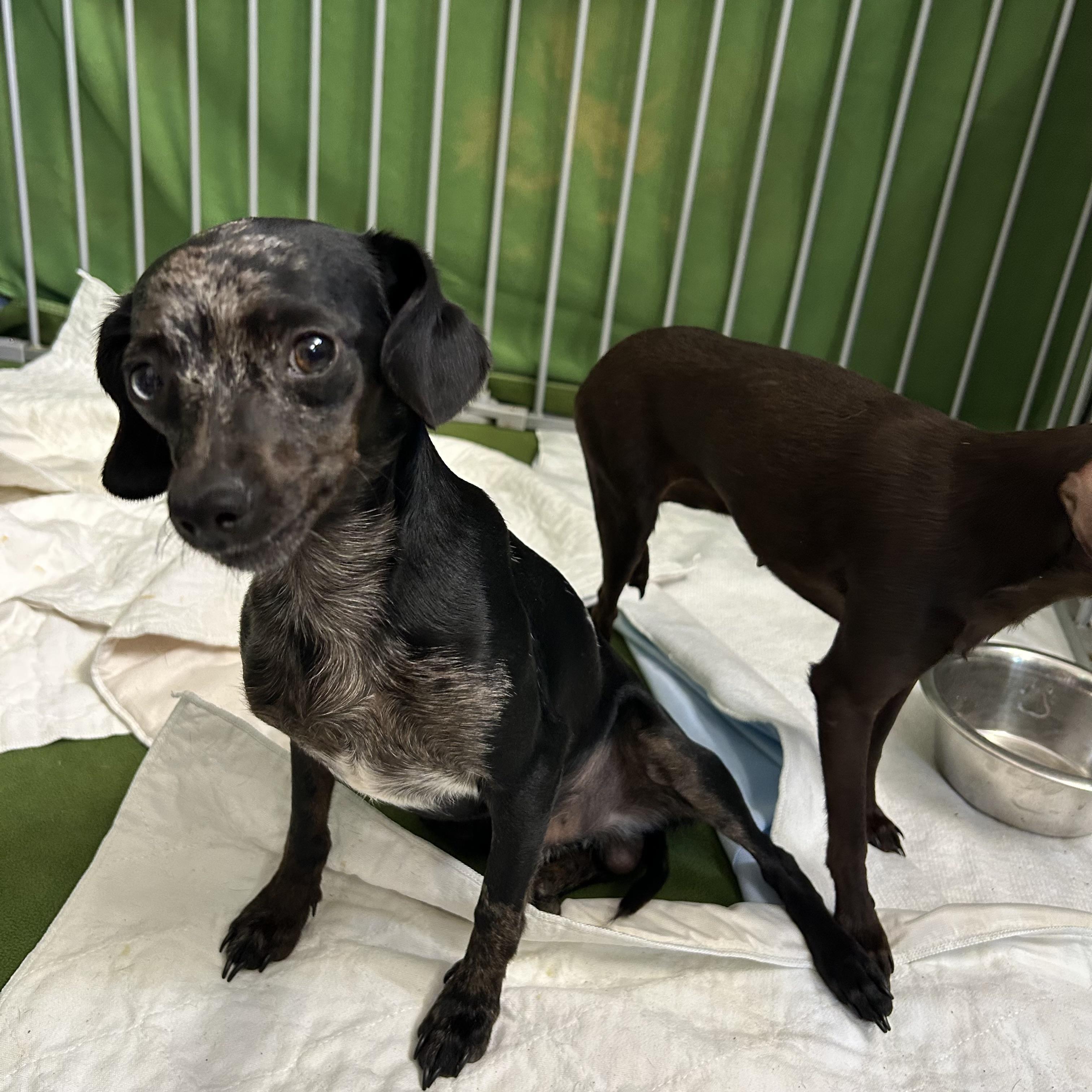 Spencer, a Adoptable mixed breed in Chickasha, OK image 2/3
