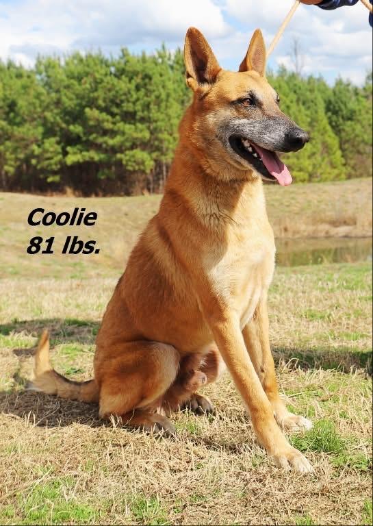 Coolie, Adoptable, Adult Male German Shepherd Dog.