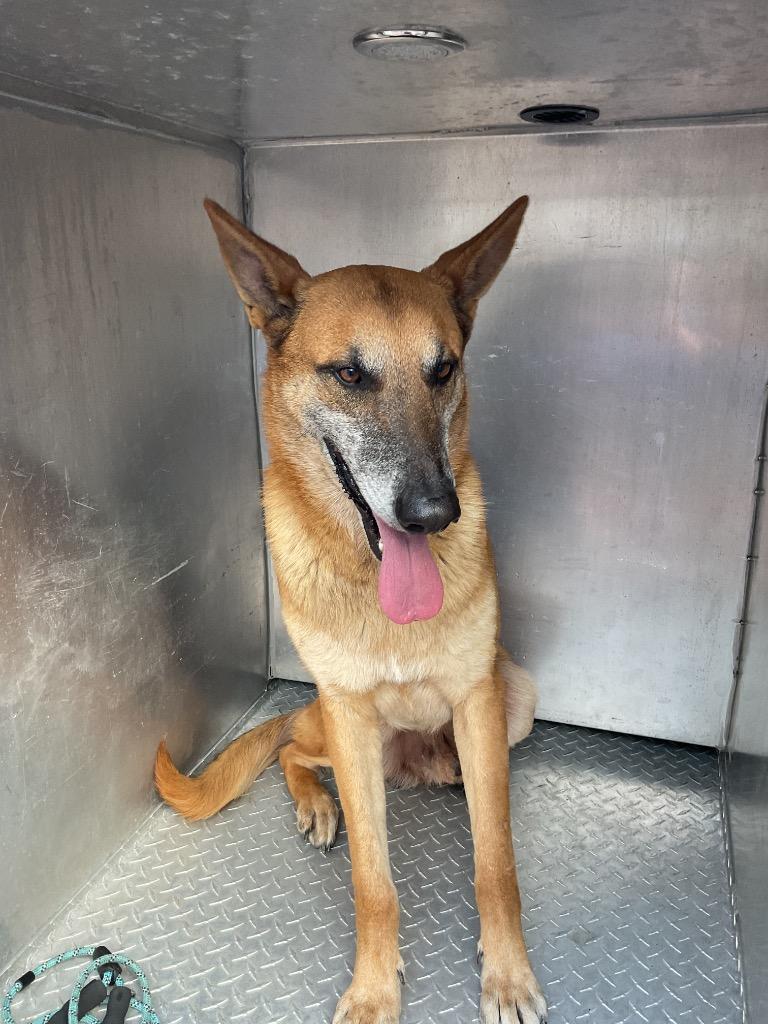 Enlarge Coolie, a Adoptable German Shepherd Dog in Oxford, NC image 2/2