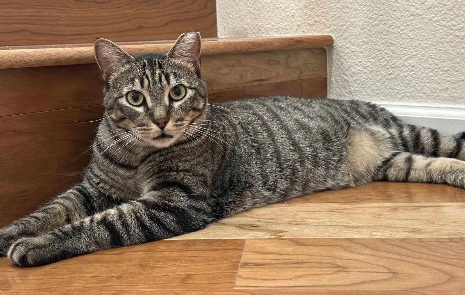 jules, Adoptable, Adult Male Tabby & Domestic Short Hair.