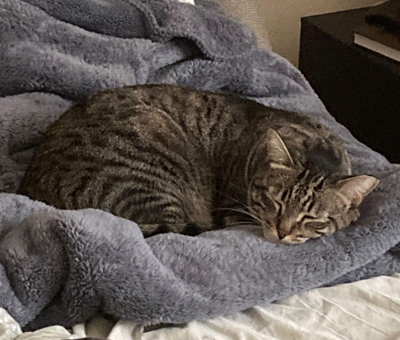 Enlarge jules, a Adoptable mixed breed in San Jose, CA image 2/3