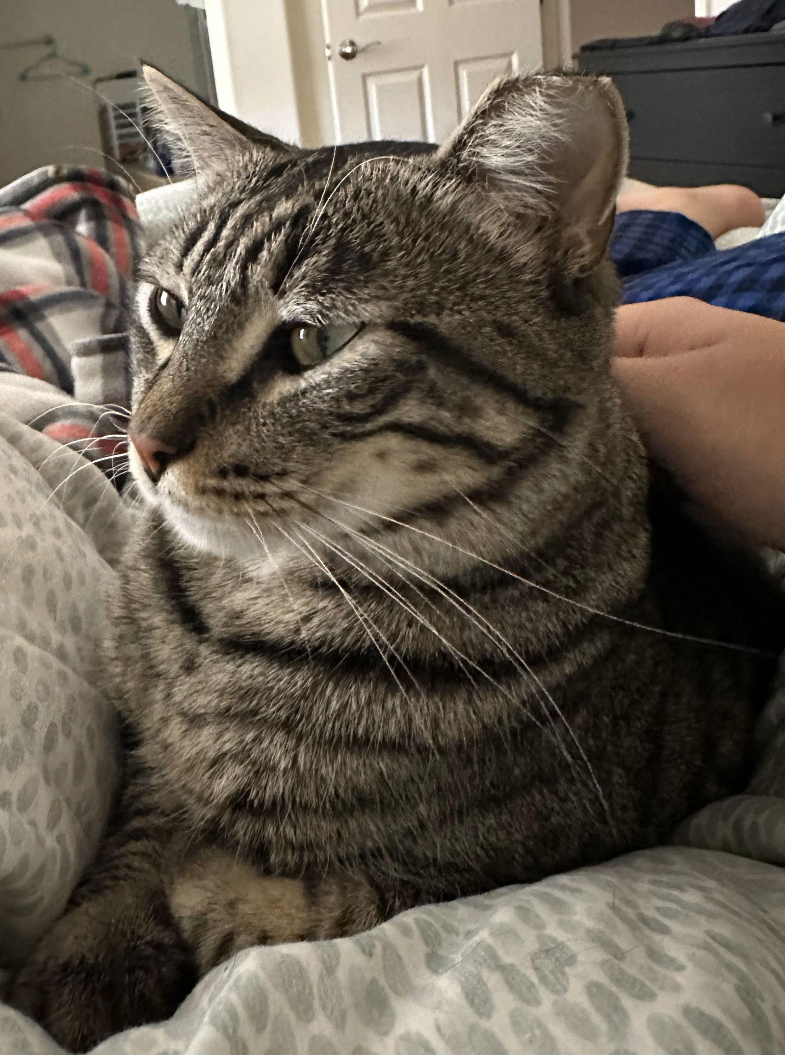 Enlarge jules, a Adoptable mixed breed in San Jose, CA image 3/3