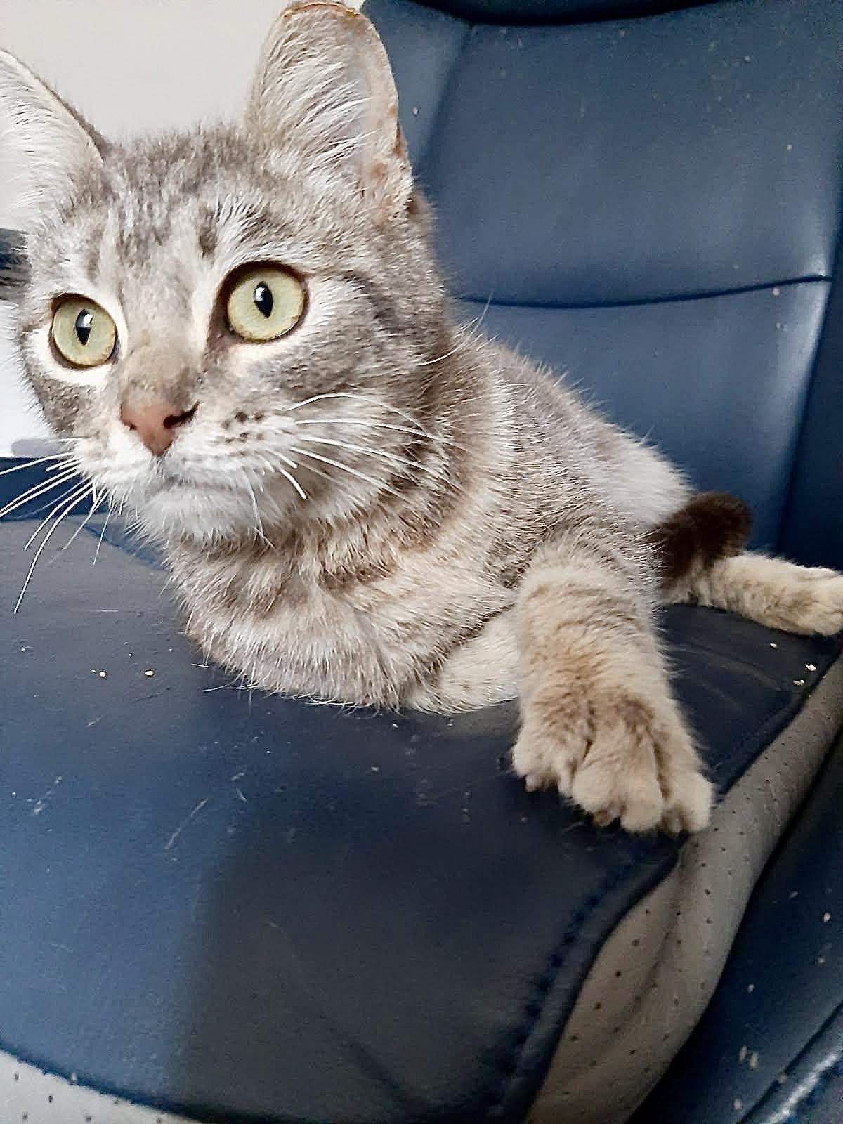 Rosie, a ADOPTABLE Domestic Short Hair in Elk Grove, CA image 2/3