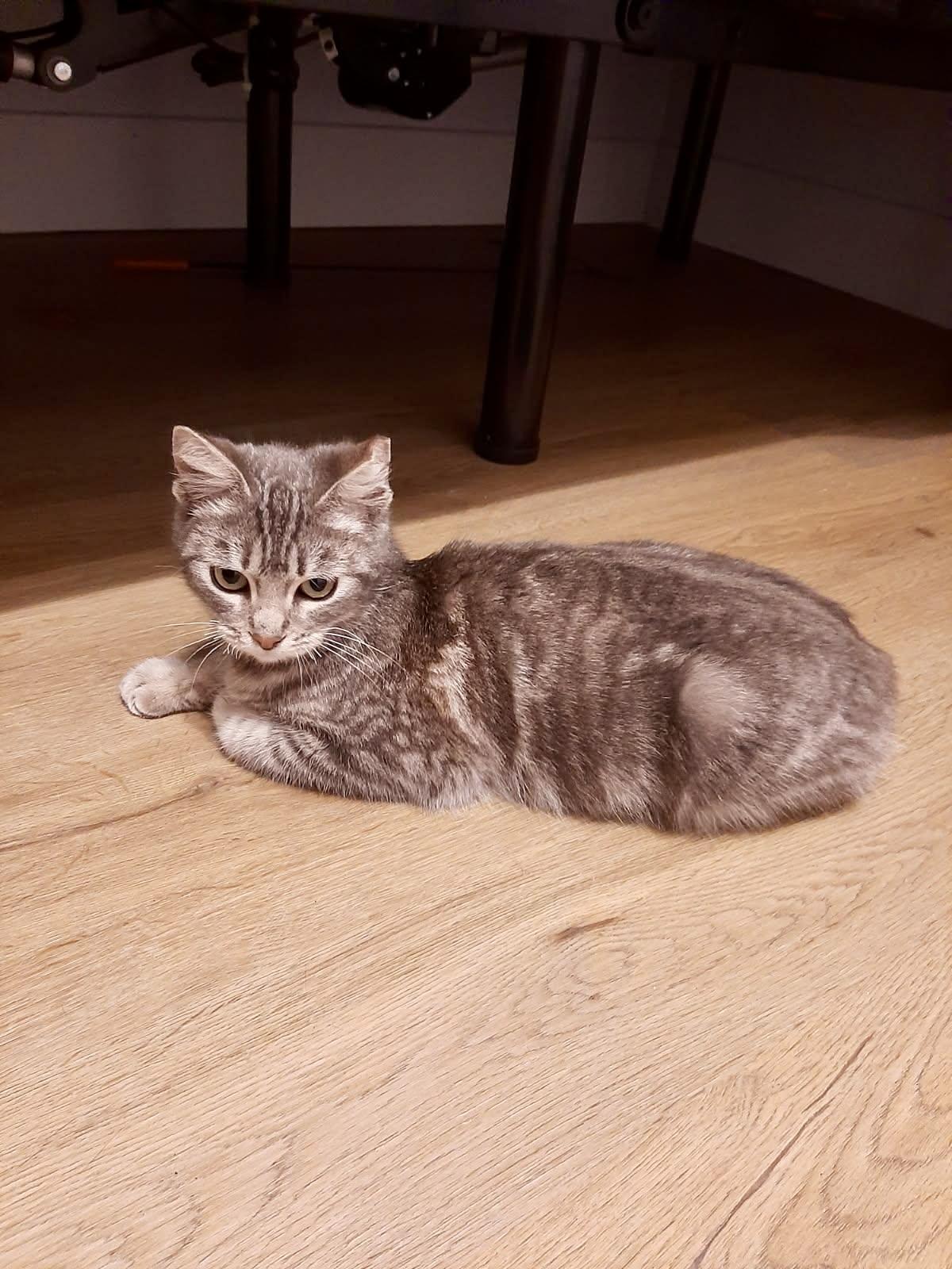 Rosie, ADOPTABLE, Kitten Female Domestic Short Hair.