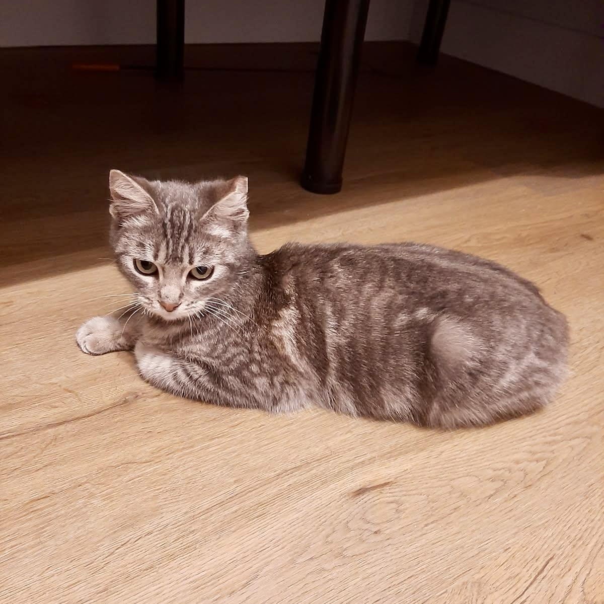 Rosie, a ADOPTABLE Domestic Short Hair in Elk Grove, CA image 1/5