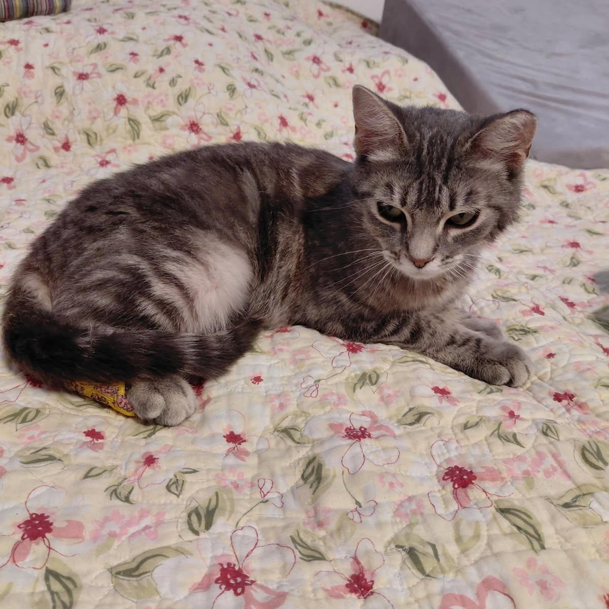 Rosie, a ADOPTABLE Domestic Short Hair in Elk Grove, CA image 3/5