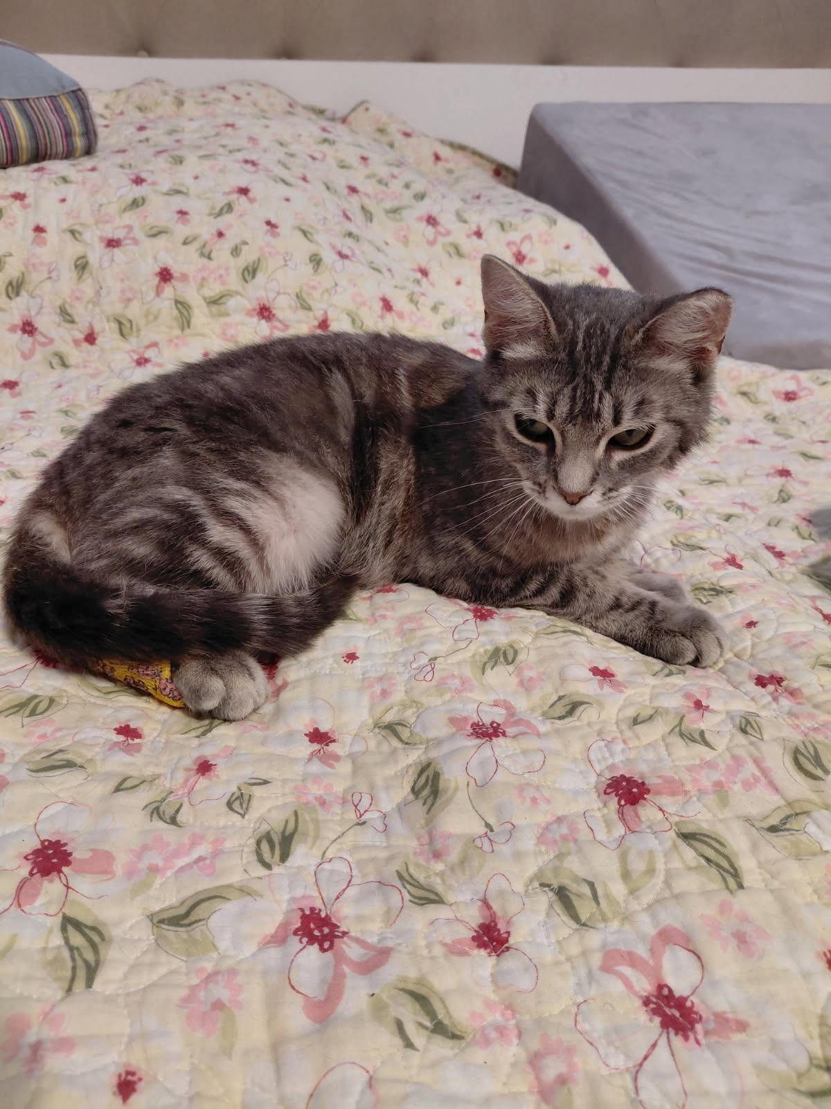 Enlarge Rosie, a ADOPTABLE Domestic Short Hair in Elk Grove, CA image 1/5