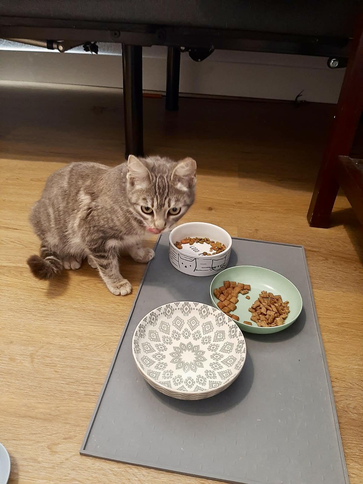 Rosie, a ADOPTABLE Domestic Short Hair in Elk Grove, CA image 3/3