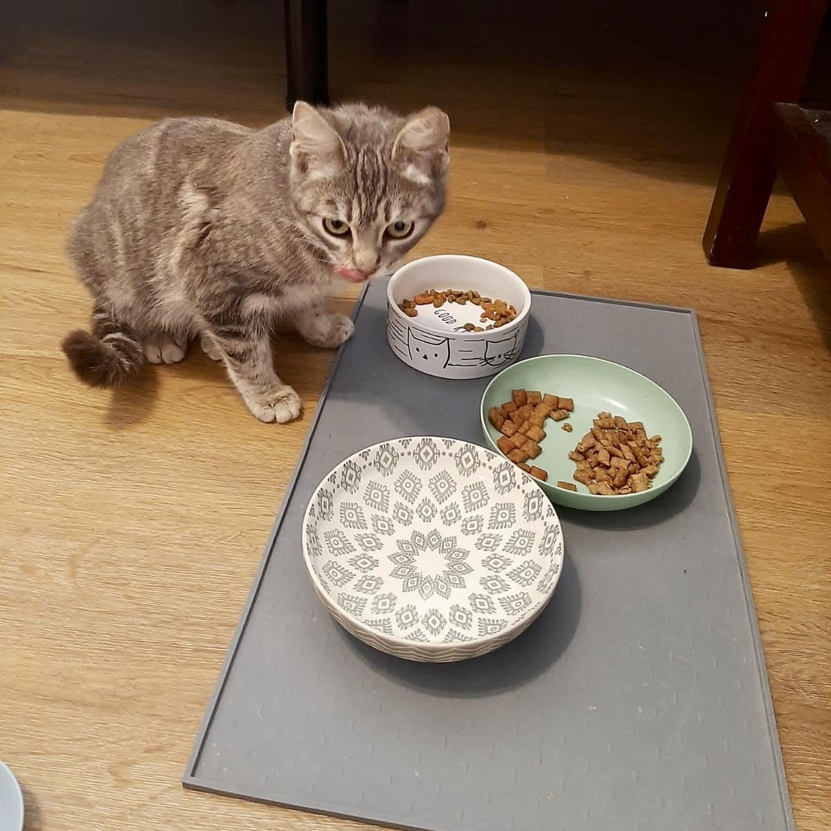 Rosie, a ADOPTABLE Domestic Short Hair in Elk Grove, CA image 2/5