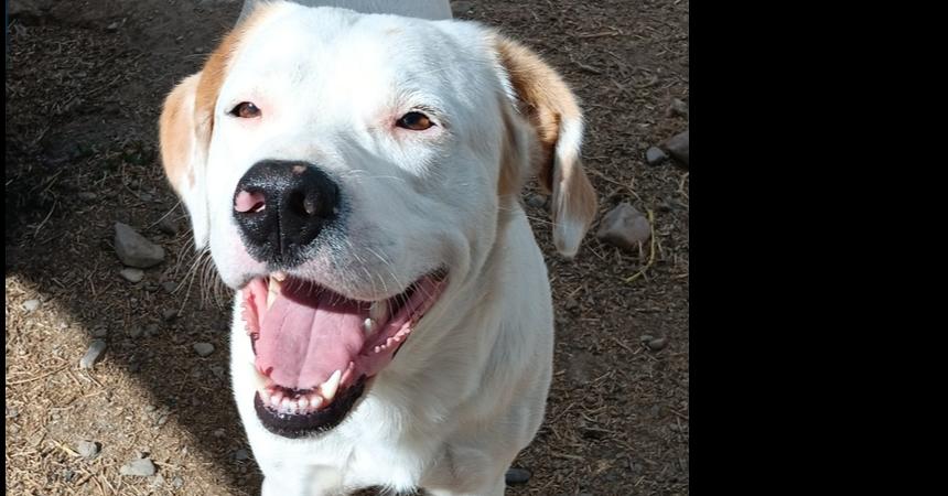 Falco, a Adoptable mixed breed in Challis, ID image 1/5
