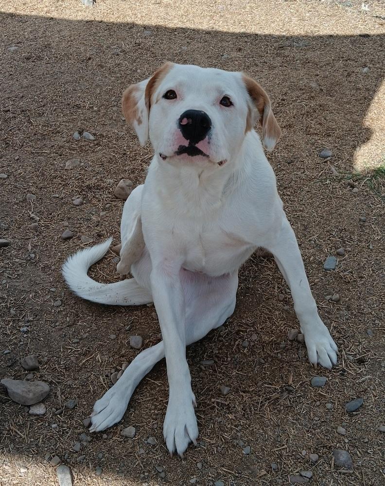 Falco, Adoptable, Adult Male Labrador Retriever & Pit Bull Terrier.