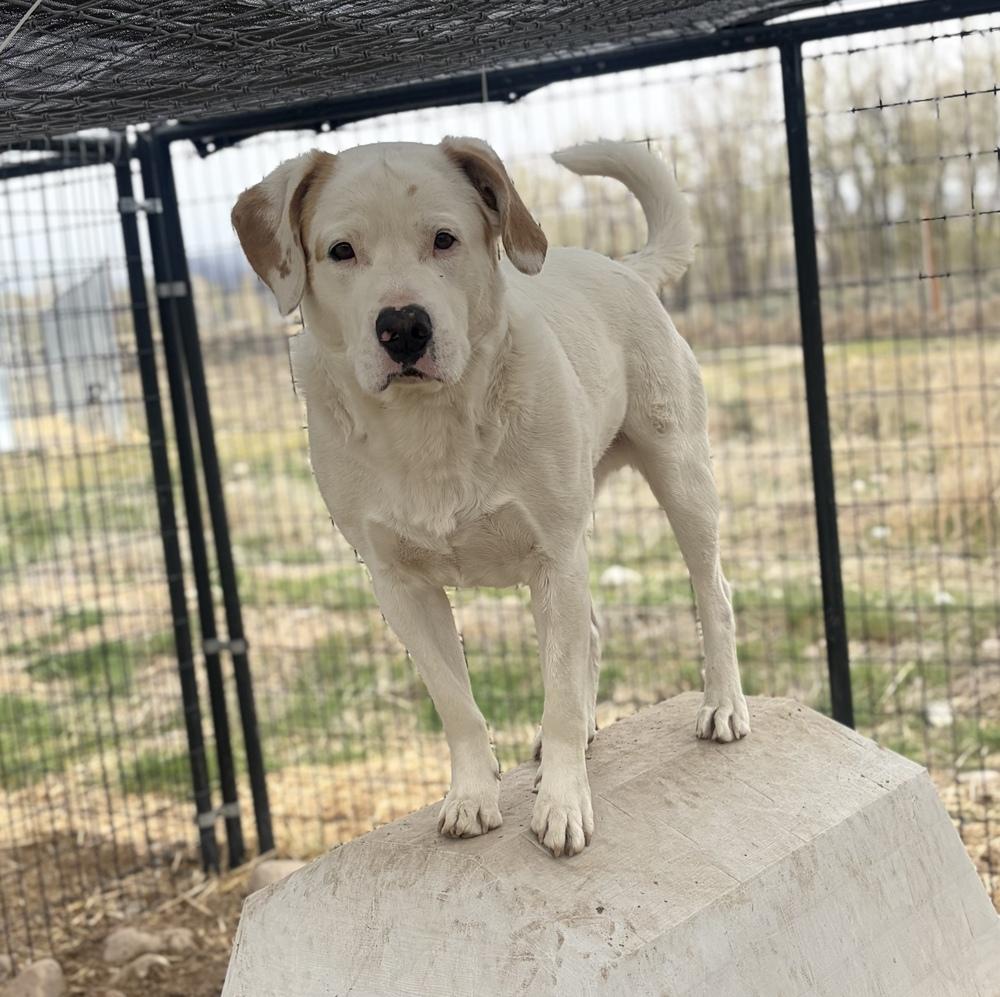 Enlarge Falco, a Adoptable mixed breed in Challis, ID image 2/4