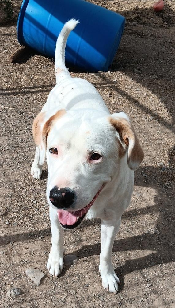 Enlarge Falco, a Adoptable mixed breed in Challis, ID image 2/5