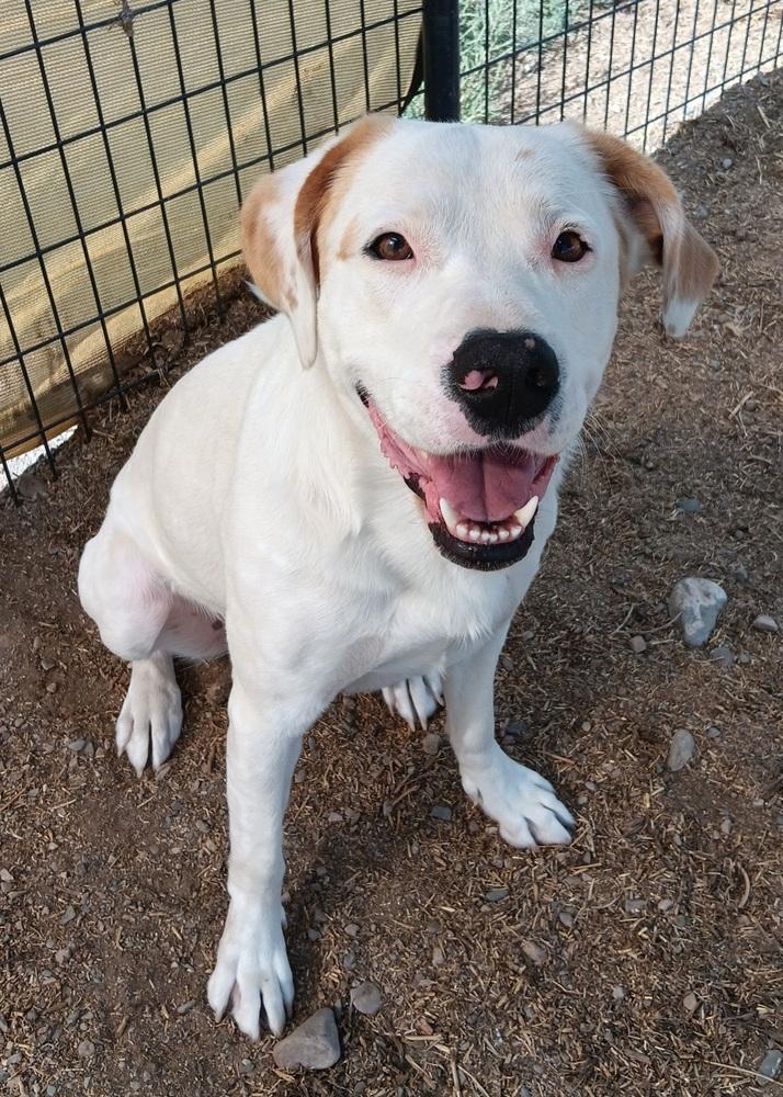Enlarge Falco, a Adoptable mixed breed in Challis, ID image 4/5
